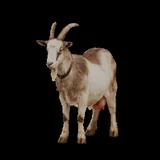 Ghanti the Goat, a GutiVerse cheerleader